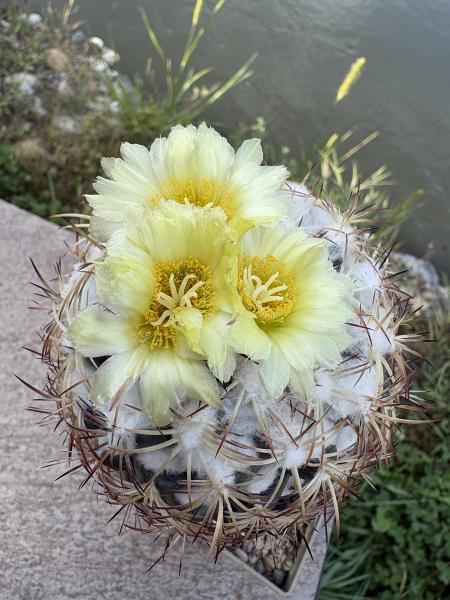 Coryphantha cornifera
